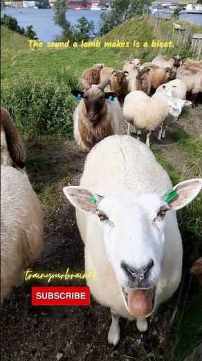 Sheep Sound || Lamb - Bleat || #educationalvideo #sheep #arsm