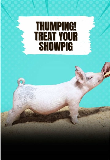 Immediate Actions for Sick Showpigs