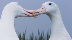 For Bertie Gregory, the speed and agility of the wandering albatross meant capturing them in the frame—and in focus—took lots of practice. Watch full episodes of Wild_Life: Resurrection Island. https://on.natgeo.com/2Eu3RTB | National Geographic History