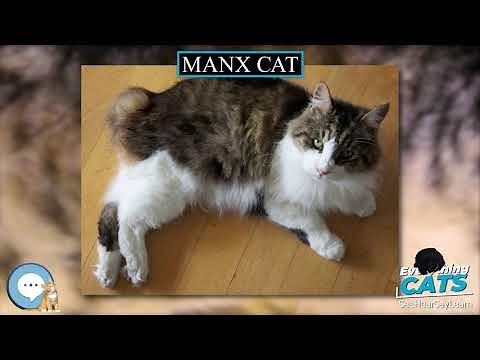 Manx cat 🐱🦁🐯 EVERYTHING CATS 🐯🦁🐱