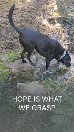 What Is Hope? Finding Light in PTSD and Hardship #healingjourney #hope #ptsd