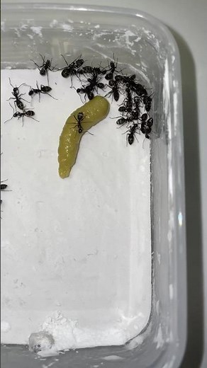 アリの巣にわさび入れてみた 1日目 #ants #insects #アリ #アリの巣 #アリ日記 #クロオオアリ #生態解説 #蟻 #1日目