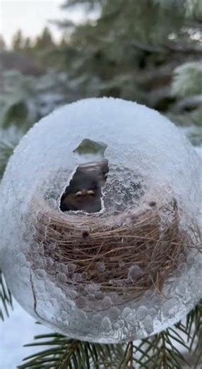 Saving Little Birds from the Frozen Ice! 🧊🐤 #satisfying #asmr