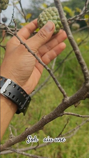 NAME OF FRUIT /ha ktien khasi ngi khot soh aiu ia une