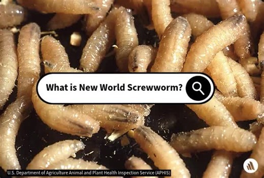 The New World screwworm (NWS) is a fly that produces larvae that can cause a parasitic infestation in animals, including in livestock. Infestation in people is rare. The New World screwworm (NWS) fly was successfully eradicated from the United States and Mexico by the early 2000s through insect control methods. New outbreaks have occurred since 2022 in Panama, Costa Rica, and Mexico. Changes in climate and animal conditions may increase the chance that the NWS will continue to return to places w