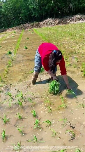 Manual Transplanting of Rice