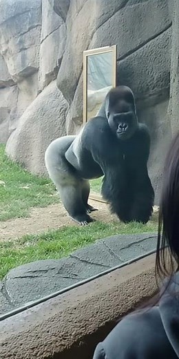 We Put A Mirror In A Gorilla's Cage. His Reaction? CHEST BEAT! 😱🦍 | The Wild Clips #zoo #gorilla