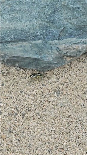 Sand fly behavioral adaptations