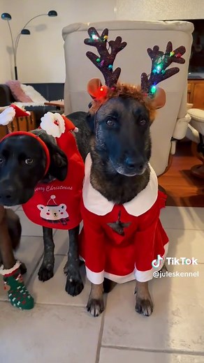 Bilan de la saison 2024/2025 des courses canines