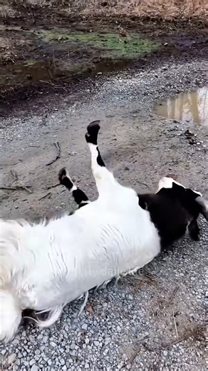 Fainting Goats Compilation That’ll Make You Laugh Every Time 🐐🤣 #FunnyAnimals #GoatMoments #CuteAndFunny #AnimalLovers #TryNotToLaugh | Geographical Beauty