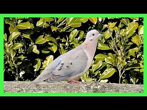 Eared Dove Bird Song! Call! Sound! Singing! - Paloma Torcaza Canto - Zenaida Auriculata