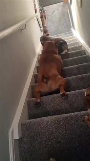 English Bulldog Testing New Carpet