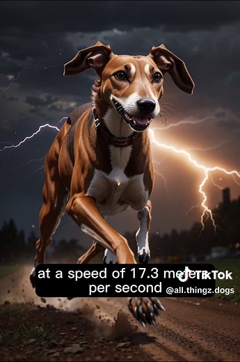 Dogs>>>>>>> #dogs #top10 #weneedmoredogs #dogsarethebest #allthingsdogs #dogsoftiktok #bestdogs #lovedogsforever #smartdogs #top10dogs