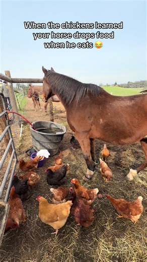 Hilarious Moment: Chickens and the Food Dropping Horse