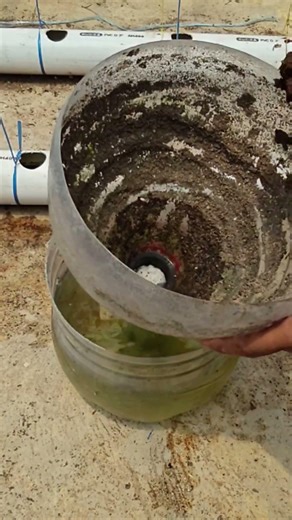 An easy way to grow mint using a hydroponic system.