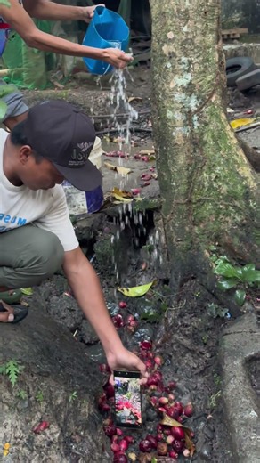 Falling Java apple cinematic #mobilevideography #mobilevideoediting