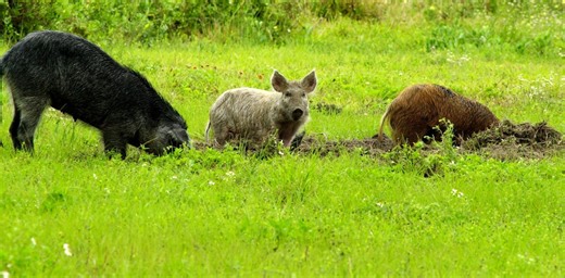 Wild ‘super pigs’ from Canada could become a new front in the war on feral hogs