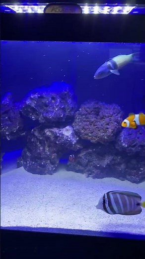 40 Gallon Saltwater Aquarium