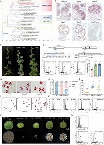 Gene disruption triggers ploidy doubling in watermelon | Newswise