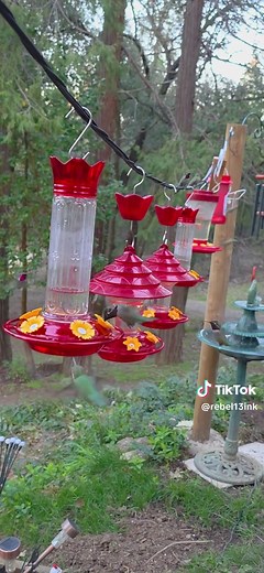 Captivating Hummingbird Moments in Nature