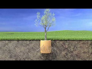 The biodegradable cork urn, designed to grow a tree.