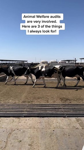 Most welfare audits are performed regularly and are standardized. While there are different versions, here are 3 things that are on all of them. #dairy #vet #cows #welfare #welfareaudit #animalwelfare #cattle #wellbeing #dairydoc #dairykind
