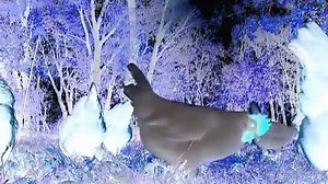 Animals Around Me 2010 Discovery Kit Video in G Major