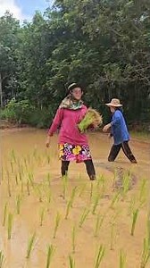 Rice planting this year #PaTanChannel #MonOhmChannel