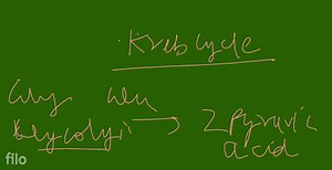 ts into fate of Pyruvic acid : The ultimate fate of pyruvic aci... | Filo