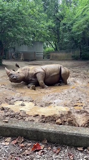 Why Rhinos Wallow in Mud: Southern White Rhino Self-Care Explained