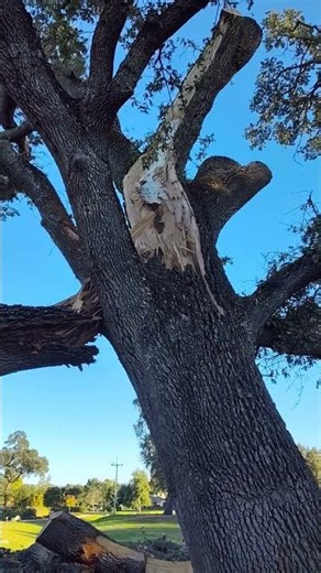 Massive FAIL #tree #arborist #treecare