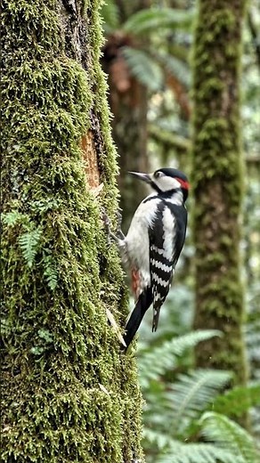 Woodpecker Carves a Nest Inside a Living Moss Wall