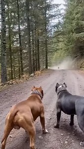 Pit bulls standing their ground… 🐕🐕 A pack of wolves closing in. 🐺😱 Growls. Tension. Then — they fought back. No fear. No retreat. Courage or chaos? Fictional — AI-generated for entertainment. #animalmiracles #pitbulls #wolves #epicmoment #unbelievable | Animal Miracles