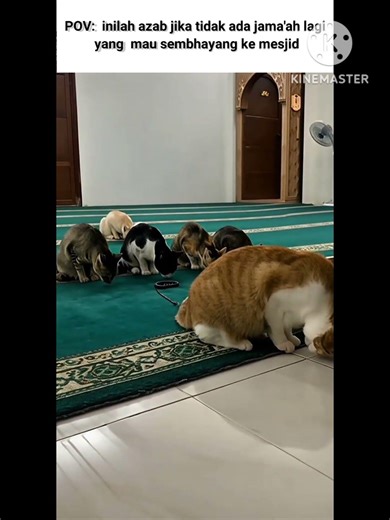 #music #song #cat #memes #funny #cute #fypシ