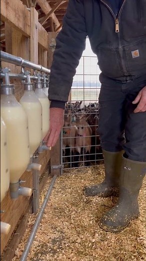 Baby Goats Rush Into the Most Satisfying Curved Feeding Wall #ytshorts