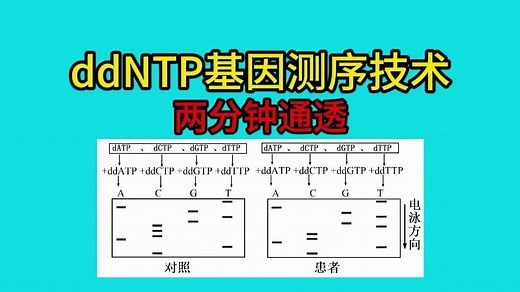 ddNTP基因测序技术一看就通透，带派奥哈哈哈哈