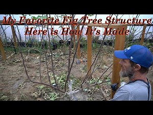 My Favorite Fig Tree Structure...Here is How it's Made