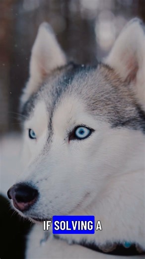 Fungus Solves Puzzle: Mycelium Intelligence Explained