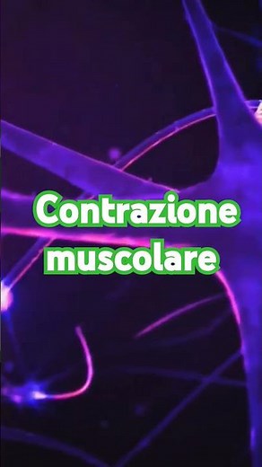 What is Muscle Contraction? Discover How the Body Works
