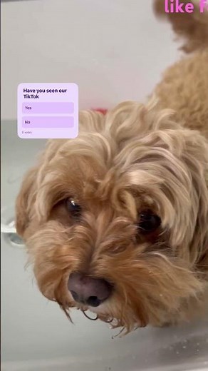 Bath Time for My Cavapoo Puppy 🛁🐶 #Shorts #cavapoopuppy