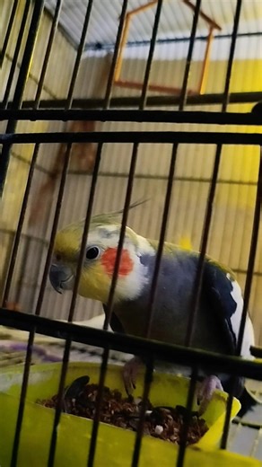 Cocktail parrot 🦜 sound effect