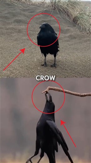 Raven vs Crow: Which One is SMARTER? #animals #facts #wildlife #amazing #shorts