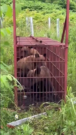 👆本編はこちら👆【クマ3頭が1つの箱わなに…】目撃相次いでいた日高町でヒグマ捕獲 #ヒグマ列伝 #ヒグマ #クマ #北海道