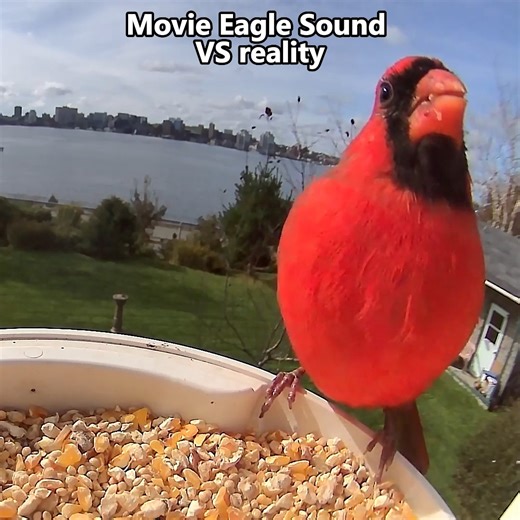 13K views · 329 reactions | Movie Eagle Sound VS Reality礪 #birdcaptures #instabirds #birdwatching #backyard #backyardbirdatching #birdfacts #didyouknow #animalfacts #birds #eagle | Birdfy by Netvue | Facebook