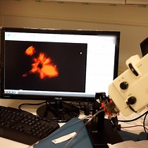 Video: Digital Droplet PCR Method for the Quantification of AAV Transduction Efficiency in Murine Retina