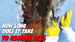 How long does it take to remove bees? | Bee Best Bee Removal