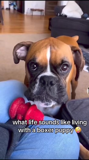 Boxer Dog Sounds #boxerdog #dogs #puppy #boxers #lovedogs | Boxer Madness