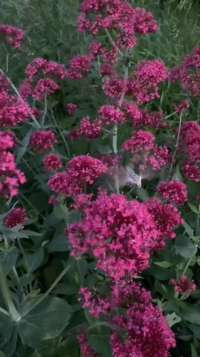 🦋 It’s not just hovering – it’s actually feeding! The striped hawk-moth has a remarkable, tongue-like structure called a proboscis. This long, flexible tube allows the moth to sip nectar while still in flight, hovering like a hawk - no need to land! Its proboscis can reach deep into tubular flowers that most other insects simply can’t access. As it feeds, the moth becomes dusted with pollen, which it carries to other flowers – making it an important pollinator for these specialised plants. This