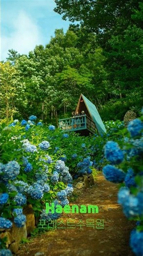 Haenam 4est Arboretum: The Season When Hydrangeas Are at Their Most Beautiful