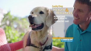 28K views · 32 reactions | Do you own an Labrador Retriever? Here's a tip from Cosequin to help you manage their joint health and overall wellness! | Lucky Dog | Facebook